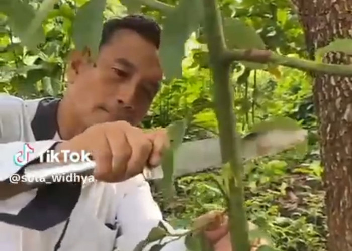 Semangat Melawan Ketidakadilan Lewat Lagu Genjer-genjer