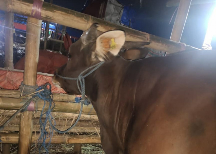 Sapi Kurban Murah dan Berkualitas di Hafidz Farm – UD Berkah Mandiri   