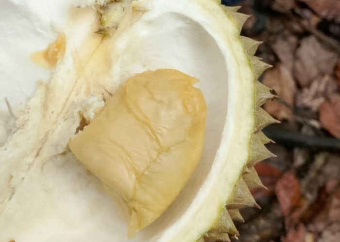 Durian Medan, Kelezatan yang Menggoda Selera