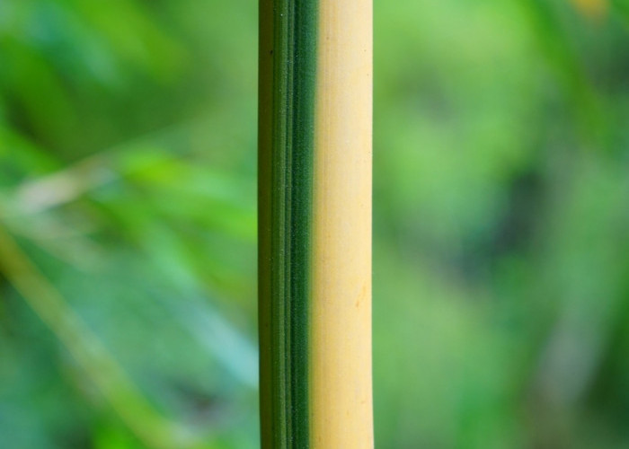 Kekuatan Magis Tanaman Bambu Kuning Jika Ditanam di Halaman Rumah