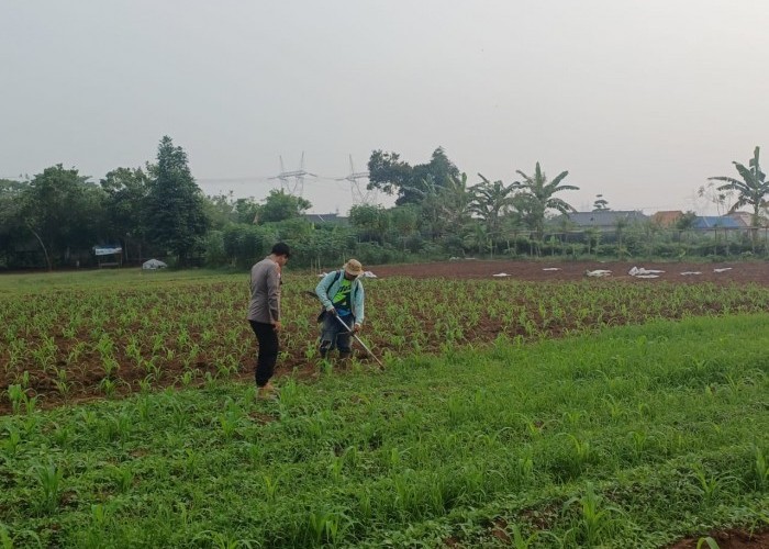 Bhabinkamtibmas Polsek Serang Polresta Serkot Rutin Pendampingan Bantu Petani Bersihkan Rumput di Lahan Jagung