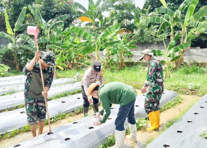 TMMD ke 125 Kodim 0623/Cilegon Melaksanakan Penanaman Cabe Hingga Ternak Lele