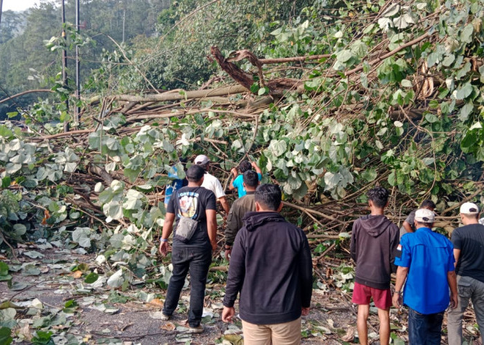 Aksi Heroik Polres Simalungun dan Warga Evakuasi Pohon Tumbang, Lalulintas Kota Wisata Parapat Kembali Lancar