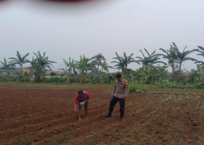 Wujudkan Ketahanan Pangan Bhabinkamtibmas Polsek Serang Polresta Serkot Bantu Poktan Semai Bibit Jagung