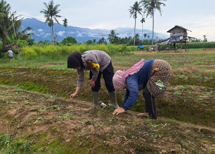 Bhabinkamtibmas Polwan Polsek Bambel, Bantu Warga Tanam Bibit Dukung Program Asta Cita Swasembada Pangan