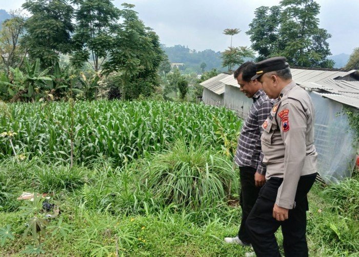 Validasi Lahan Jagung di Kecamatan Karangpandan, Kapolsek Karangpandan Siap Dukung Program Ketahanan Pangan