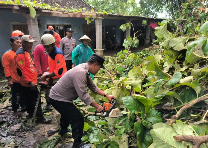 Akses Jalan Sempat Tertutup, Polisi dan Warga Evakuasi Pohon Tumbang di Kebakkramat