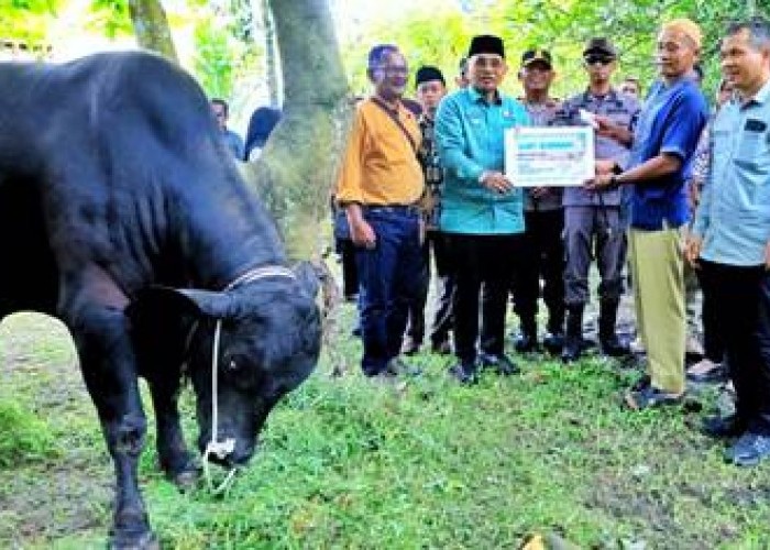 Bupati Simalungun  Didampingi Kapolres dan Kajari Serahkan Hewan Kurban Presiden RI