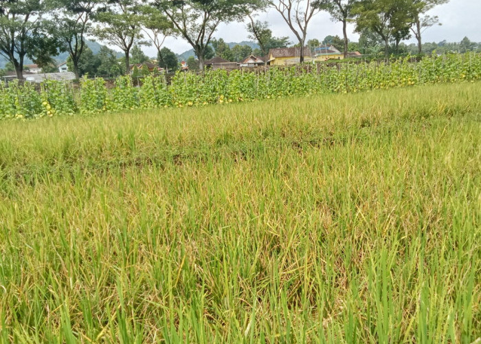 Sejumlah Hektar Sawah Gagal Panen Ludes Serangan Tikus di Desa Karangbangun kecamatan Matesih Karanganyar