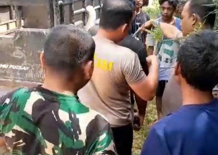 DPO Pencurian Lembu Kandas Ditangan Personil Polsek Silangkitang dan Bhabinsa