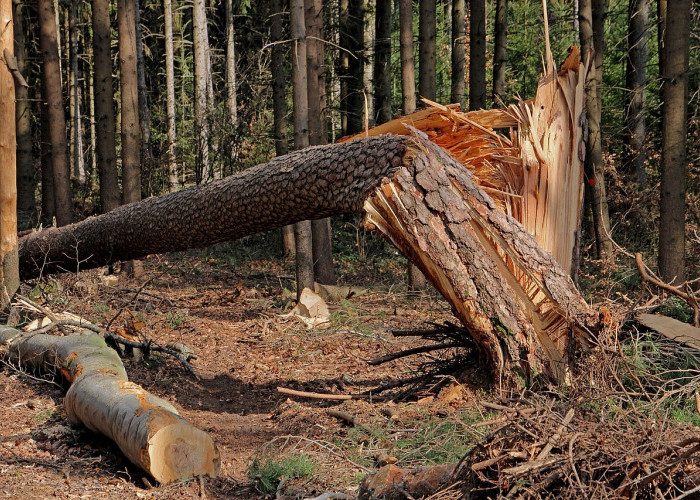 Perusak Hutan di Sumatera Menambah Deretan Masalah Kian Kompleks 