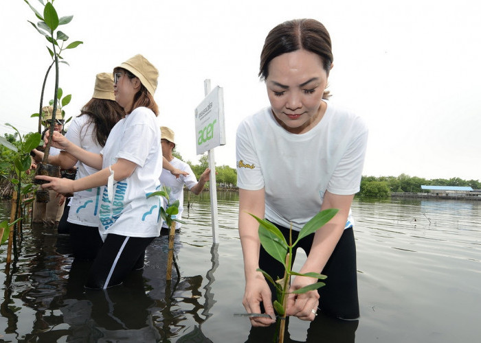 Lanjutkan Komitmen Keberlanjutan untuk Masa Depan, Acer Indonesia Melakukan Penanaman Ribuan Mangrove