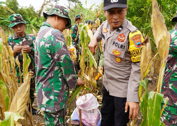 Kodim Boyolali Panen Raya Jagung di Lahan Perhutani