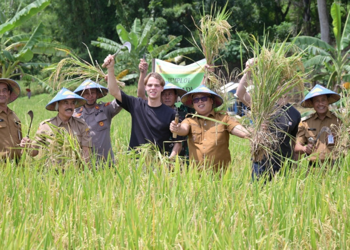 Dorong Ketahanan Pangan, Beras Organik Menjadi Identitas Kebanggaan Panen Padi dan Ikan di Karanganyar