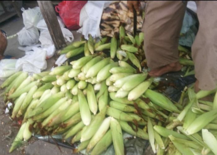 Panen Jagung Warnai Akhir Tahun, Petani Ciherang Jutak Rayakan dengan Penuh Sukacita