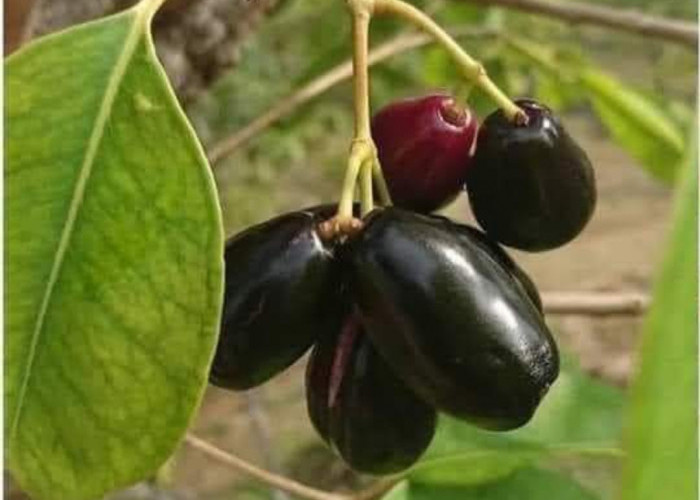 Ini Dia Buah Langka Asli Indonesia, Salah Satunya Adalah Pernah Anda Temui Saat Kecil