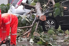 Hujan Deras Disertai Angin Kencang Mengakibatkan Pohon Tumbang dan Menimpa Kendaraan di Cibinong