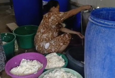 Beda Tapioka Beda Mocaf