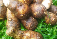 Talas Balitung, Panganan Tradisional yang Perlu Dilestarikan