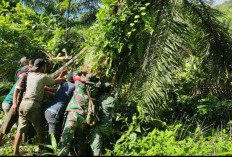 Penumbangan Sawit di Desa Kuning Abadi Diduga Hanya Menjadi Formalitas Penegakan Hukum