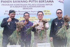 Panen Bawang Putih di Pancot Lampaui Target, Bupati Karanganyar Dampingi Dirjen Hortikultura