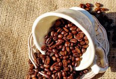 Berapa Hari Sebaiknya Mengkonsumsi Kopi? Ini Penjelasannya   