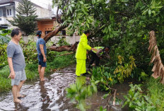 Akibat Hujan Deras Disertai Angin Kencang Mengakibatkan Banyak Pohon Roboh Polsek Colomadu Sigap Evakuasi 
