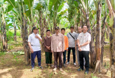 Bumdes Abdi Mandiri Bogor Raih Panen Perdana Pisang Barangan Jumbo Merah, Siap Dorong Ekonomi Desa   