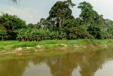 Yusuf Pekebun dan Nelayan Sungai Sekayam Sekaligus