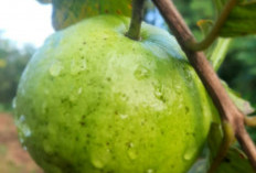 Cara Menanam Jambu Kristal di Kebun Agar Cepat Berbuah