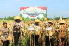 Panen Raya Jagung Petani Binaan Polri di Karanganyar, Wujud Nyata Dukungan Ketahanan Pangan