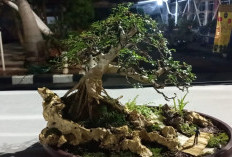 Ratusan Tanaman Bonsai Dipamerkan Jelang Tangerang Bonsai Festival/Tabofest 2024