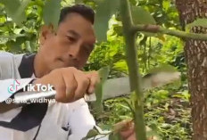 Semangat Melawan Ketidakadilan Lewat Lagu Genjer-genjer