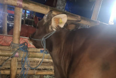 Sapi Kurban Murah dan Berkualitas di Hafidz Farm – UD Berkah Mandiri   