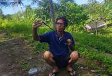 Kapan Masyarakat Indonesia Mengenal Ketapel?