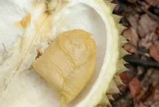 Durian Medan, Kelezatan yang Menggoda Selera