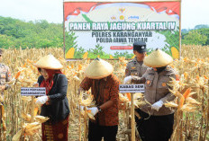 Polres Karanganyar Panen Jagung Kuartal IV, Dorong Ketahanan Pangan dan Ekonomi Masyarakat Desa