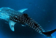 Ratusan Hiu Paus Spesies Baru Ditemukan Balai Taman Nasional Teluk Cenderawasih