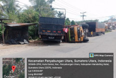 Kecelakaan Tunggal, Truk Terguling di Simpang 3 Jambur Padang Matinggi
