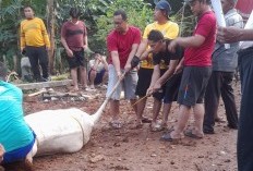 Makna Berkurban di Hari Raya Idul Adha: Pengorbanan, Keikhlasan, dan Kepedulian Sosial