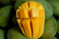 Sederet Manfaat Buah Mangga Yang Wajib Anda Tahu, Salah Satunya Meningkatkan Imun Tubuh