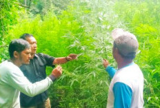Deninteldam I/BB Temukan Ladang Ganja Siap Panen di Hutan Sibuatan Tanah Karo