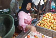 Petani Tidak Pernah Menikmati Benar Kenaikan Harga Sayur Mayur di Pasar