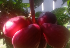 Manfaat Jambu Jamaika Yang Wajib Anda Tahu Bagi Kesehatan, Salah Satunya  Meredakan Demam