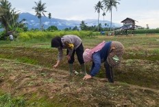 Bhabinkamtibmas Polwan Polsek Bambel, Bantu Warga Tanam Bibit Dukung Program Asta Cita Swasembada Pangan