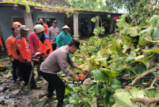 Akses Jalan Sempat Tertutup, Polisi dan Warga Evakuasi Pohon Tumbang di Kebakkramat