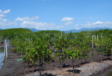 Dari Mangrove Bali, Lahir Inovasi Wisata dan Kuliner