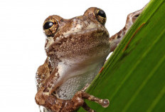 Legenda Katak Ingin Menjadi Lembu