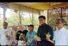 Putra Capres Anis Baswedan dan Putri Cawapres Muhaimin Iskandar Kunjungi Petani Jambu Krital Desa Bantarsari