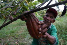 Rasakan Kelokalan Cokelat Artisan Kampung Merasa